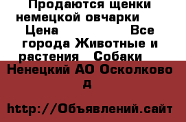 Продаются щенки немецкой овчарки!!! › Цена ­ 6000-8000 - Все города Животные и растения » Собаки   . Ненецкий АО,Осколково д.